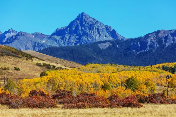 Colorato Autunno Giallo Colorado Stati Uniti Stagione Autunnale — Foto Stock