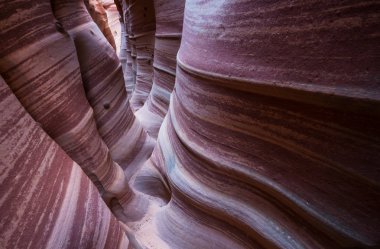 Utah, ABD 'deki Grand Staircase Escalante Ulusal Parkı' ndaki Slot Kanyonu. Utah çöllerindeki alışılmadık renkli kumtaşı oluşumları yürüyüşçüler için popülerdir. Canlı mercan tonu.
