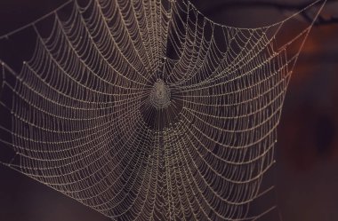 Ormandaki ıslak ağ. Cadılar Bayramı ve sonbahar arkaplanı.