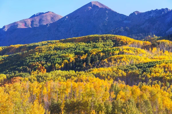 Colorful Yellow Autumn Colorado United States Fall Season — Stock Photo, Image