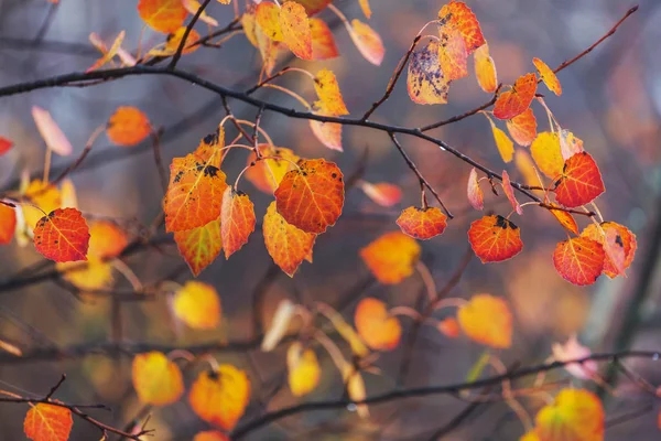 Colorful Yellow Leaves Autumn Season Close Shot Suitable Background Image — Stock Photo, Image