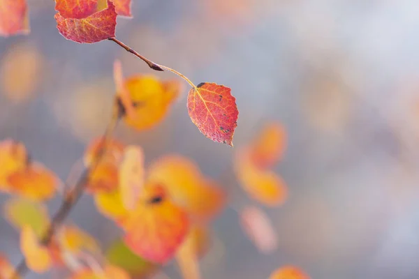 Bunte Gelbe Blätter Der Herbstzeit Nahaufnahme Geeignet Für Hintergrundbild — Stockfoto