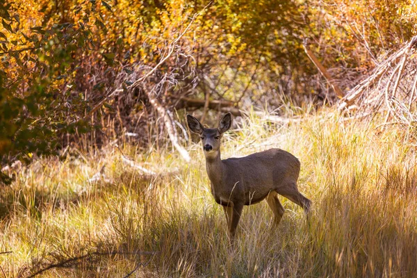 Rehe Auf Der Grünen Wiese Usa — Stockfoto