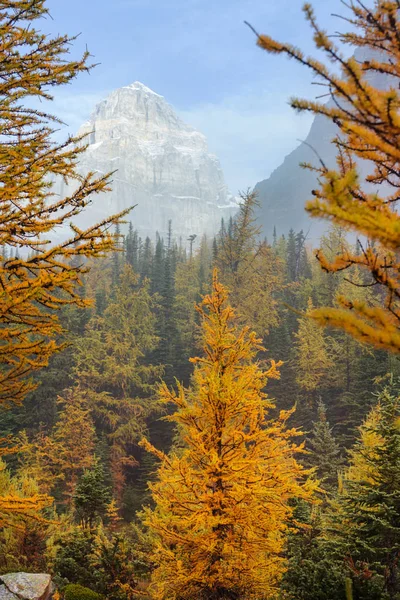 Hermosos Alerces Dorados Las Montañas Canadá Temporada Otoño — Foto de Stock