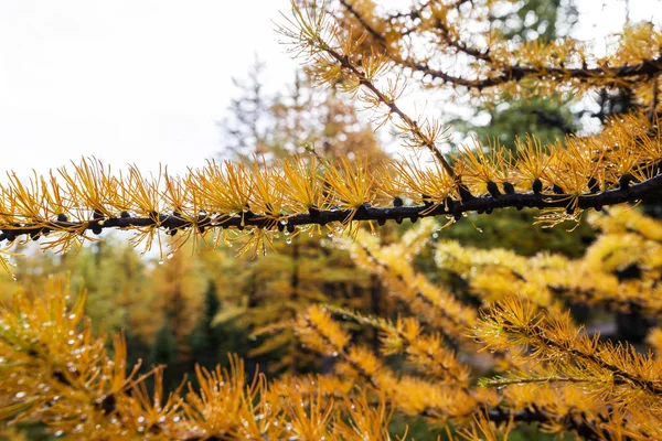 Lindos Larches Dourados Nas Montanhas Canadá Temporada Outono — Fotografia de Stock