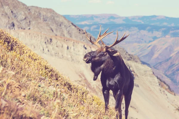 Łoś Jesiennym Lesie Natura Dzikiej Przyrody Usa — Zdjęcie stockowe