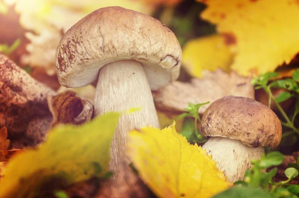 秋の森のキノコ — ストック写真
