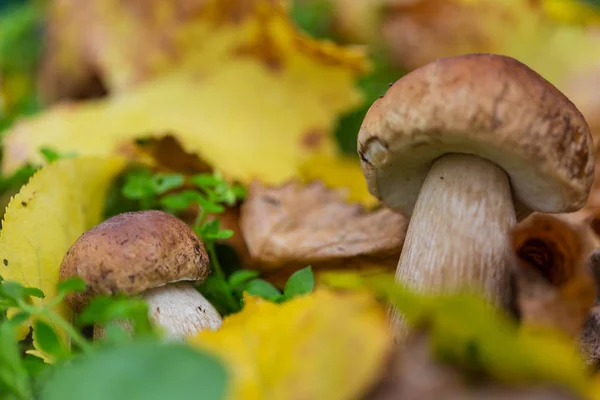 Funghi Nella Foresta Autunnale — Foto Stock