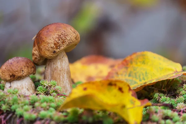 Cogumelos Floresta Outono — Fotografia de Stock