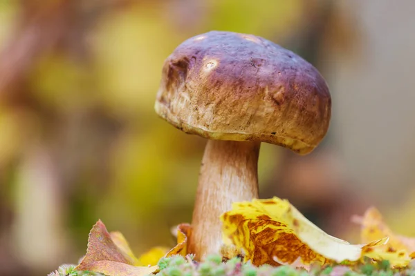 Mushrooms Autumn Forest — Stock Photo, Image