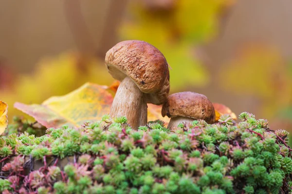 Mushrooms Autumn Forest — Stock Photo, Image