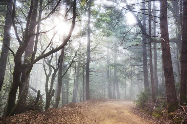 Rayons Soleil Par Temps Clair Dans Forêt Verte — Photo