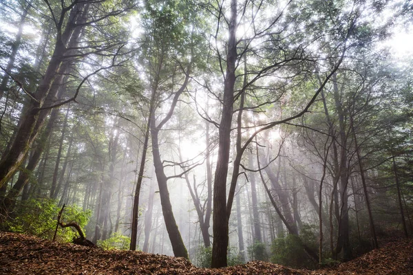 Rayons Soleil Par Temps Clair Dans Forêt Verte — Photo