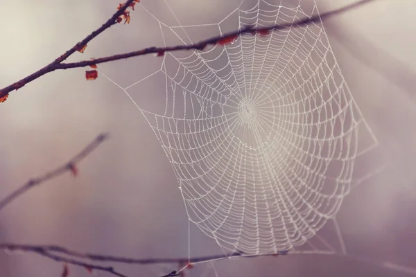 森の中のぬれた網 ハロウィーンと秋の背景 — ストック写真