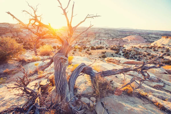 Sandstone Formaties Utah Usa Prachtige Ongebruikelijke Landschappen — Stockfoto