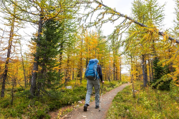 Wandelen Herfstbergen Herfstseizoen Thema — Stockfoto