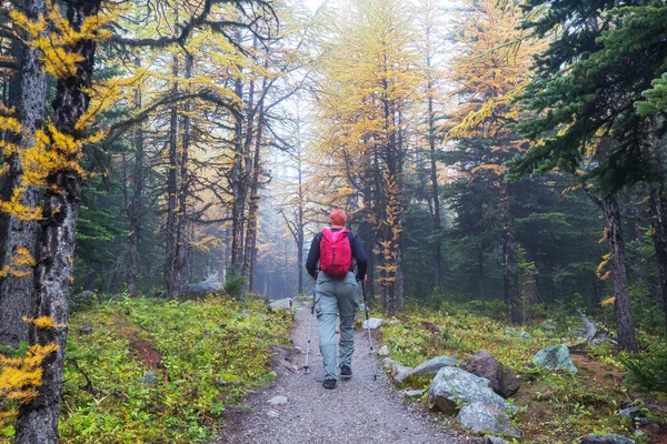 Prachtige Gouden Lariks Bergen Canada Herfstseizoen — Stockfoto