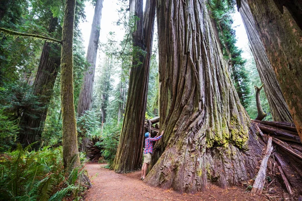 Las Sequoias Sezonie Letnim — Zdjęcie stockowe