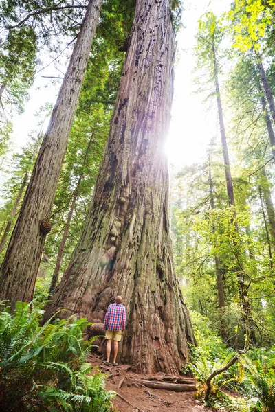 Foresta Delle Sequoie Nella Stagione Estiva — Foto Stock