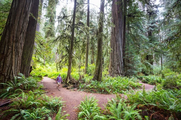 Foresta Delle Sequoie Nella Stagione Estiva — Foto Stock