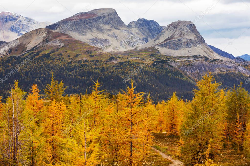 Beautiful golden larches in mountains, Canada. Fall season.