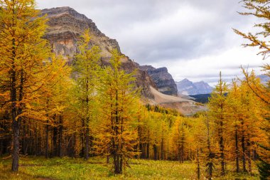 Kanada 'daki dağlarda güzel altın tarlalar. Sonbahar sezonu.