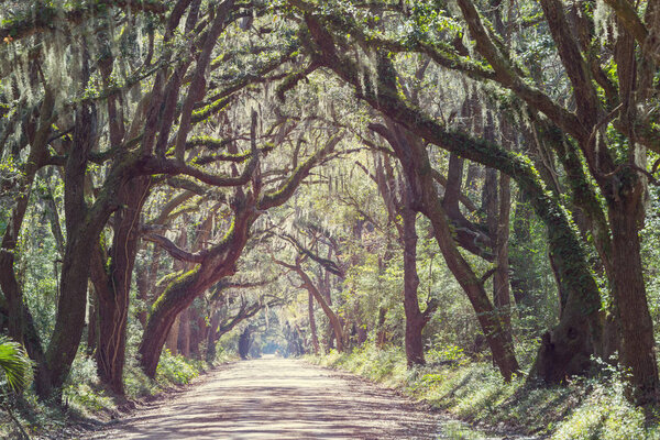 Misty trees alley in foggy weather.