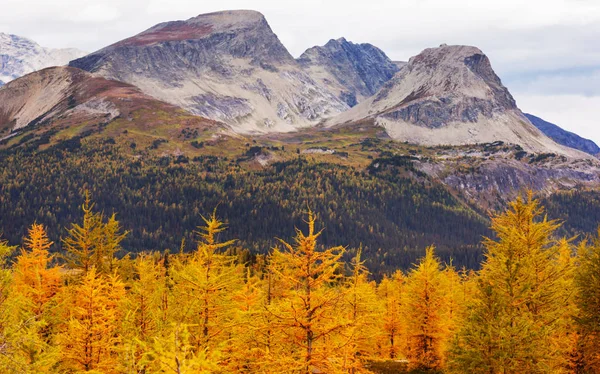 Hermosos Alerces Dorados Las Montañas Canadá Temporada Otoño —  Fotos de Stock