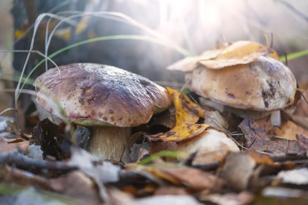 Pilze Herbstwald — Stockfoto