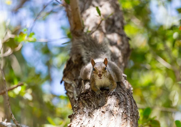 Σκίουρος Στο Δέντρο Στο Πάρκο Του Καλοκαιριού — Φωτογραφία Αρχείου