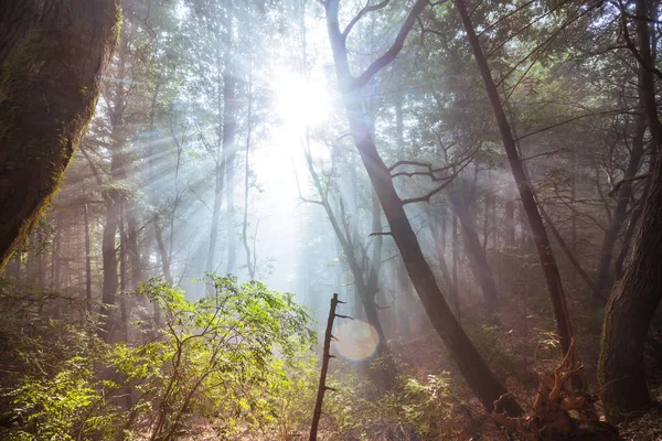 Ηλιαχτίδες Καθαρή Μέρα Στο Καταπράσινο Δάσος — Φωτογραφία Αρχείου