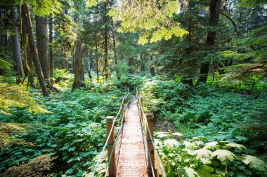 Ormanda tahta kaldırım.
