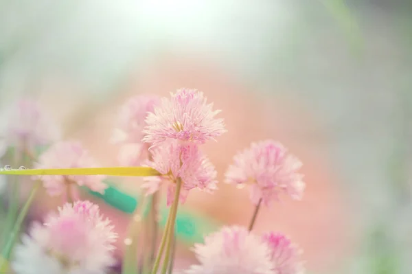 Incroyable Fleur Colorée Dans Jardin Été — Photo