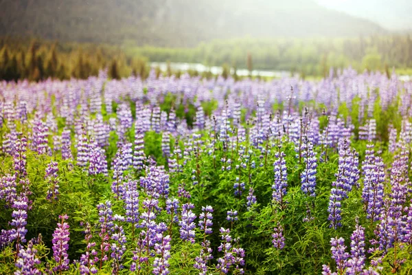 Grasveld Alaska Zomerweide — Stockfoto