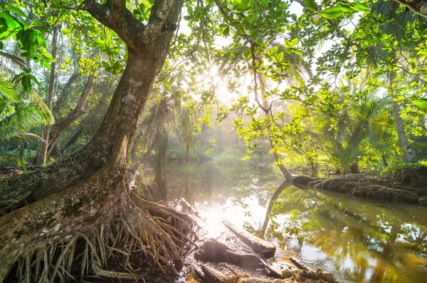 Misty Rainforest Costa Rica Midden Amerika — Stockfoto