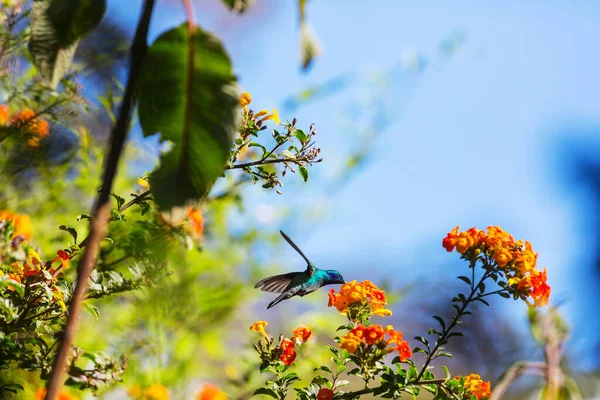 Красочная Колибри Коста Рике Центральная Америка — стоковое фото