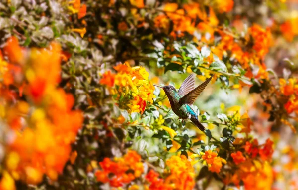 Colorful Hummingbird Costa Rica Central America — Stock Photo, Image