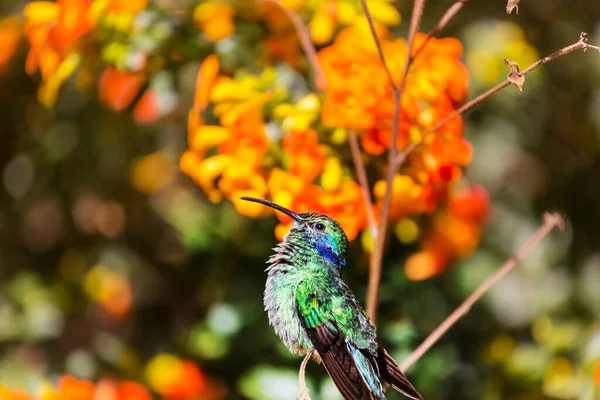 Hummingbird Colorato Costa Rica America Centrale — Foto Stock