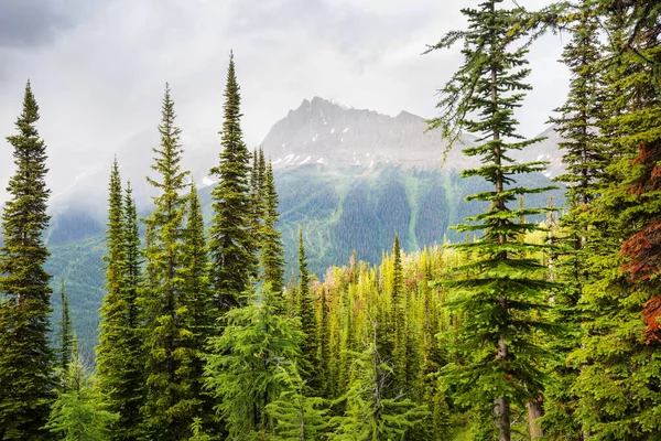 Γραφική Θέα Στο Βουνό Στο Canadian Rockies Κατά Θερινή Περίοδο — Φωτογραφία Αρχείου