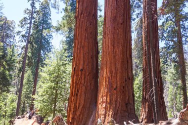 Yaz mevsiminde Sequoias Ormanı