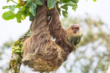 Orta Amerika, Kosta Rika 'da ağaçtaki miskin hayvan.