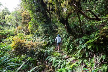 Yeni Zelanda tropikal orman ormanı. Yeşil doğal arkaplan