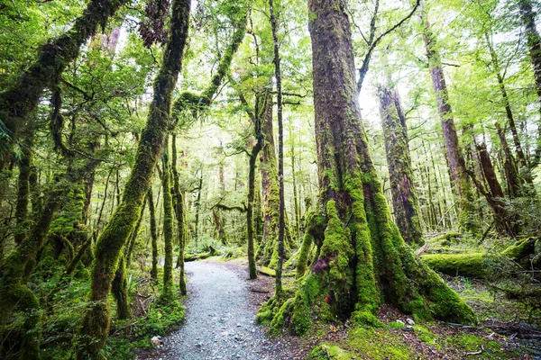 Floresta Tropical Nova Zelândia Fundo Natural Verde — Fotografia de Stock