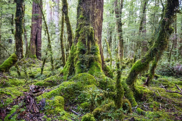 Neuseeländischer Tropischer Urwald Grüner Natürlicher Hintergrund — Stockfoto