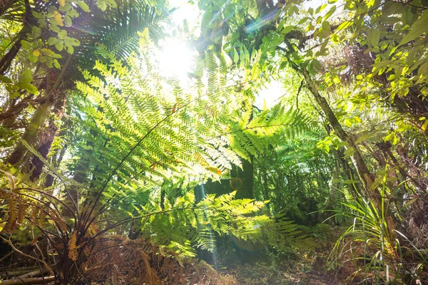 Τροπικό Δάσος Ζούγκλας Της Νέας Ζηλανδίας Πράσινο Φυσικό Υπόβαθρο — Φωτογραφία Αρχείου