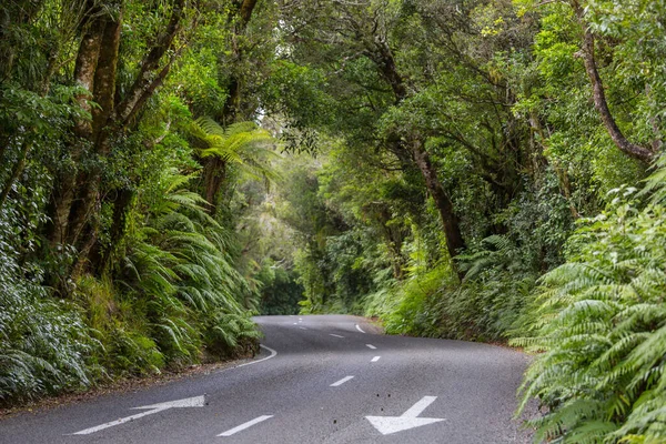 Neuseeländischer Tropischer Urwald Grüner Natürlicher Hintergrund — Stockfoto