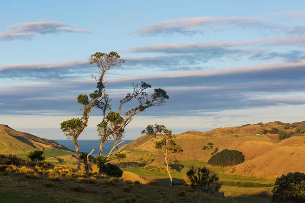 Hermoso Paisaje Rural Nueva Zelanda Verdes Colinas Árboles — Foto de Stock