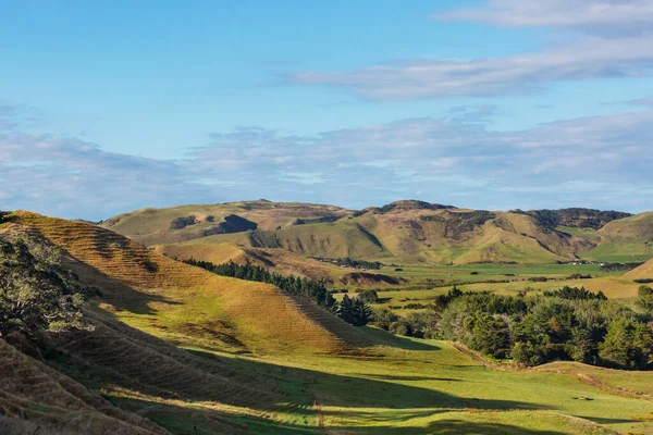 뉴질랜드의 아름다운 언덕과 나무들 — 스톡 사진
