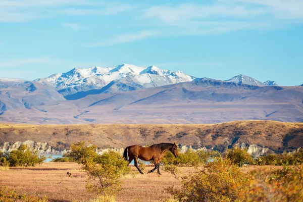 Belas Paisagens Naturais Mount Cook National Park South Island Nova — Fotografia de Stock