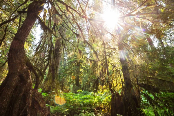 Сказочные Тропические Леса Северной Америке Вашингтон Сша Деревья Покрытые Толстым — стоковое фото